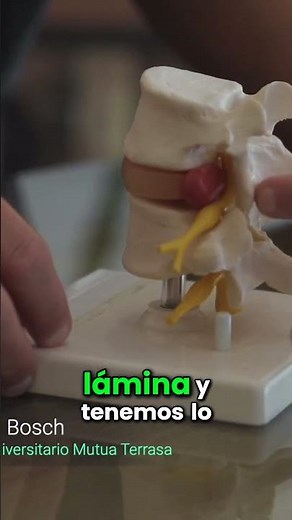 Descubre la estructura esencial de la columna vertebral y sus funciones