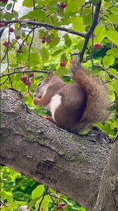 Me on my 15 minute lunch break 🤣 #cute #squirrel