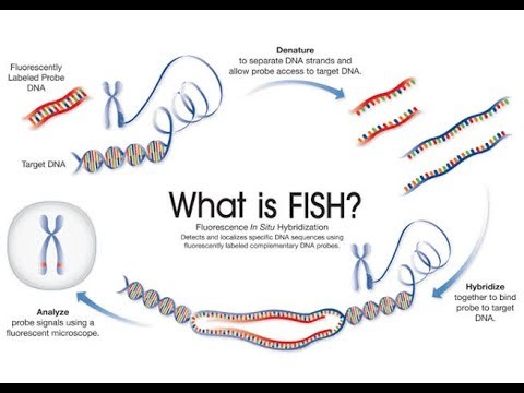 Applications or Uses of Fluorescent In Situ Hybridization FISH