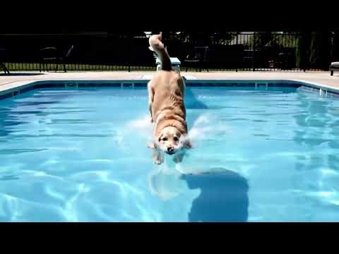 Dogs Jumping into the Swimming Pool