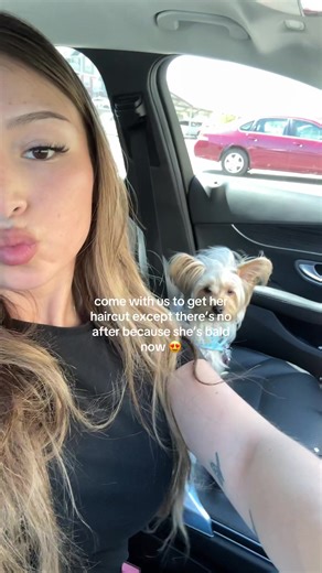 Teacup Yorkie's Bold Haircut Transformation