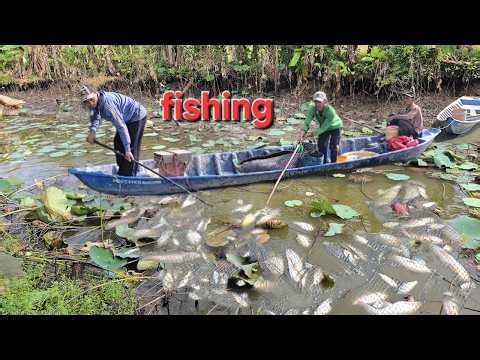 Live | Mò Tôm Càng Xanh, Kích Cá Khổng Lồ | Fishing Crayfish