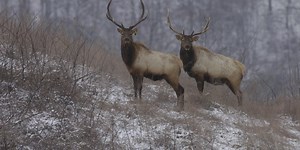 Conservation organizations secure the largest conservation easement in Kentucky history