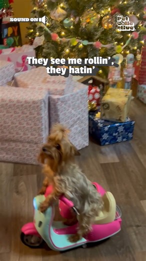 3M views · 92K reactions | She's zoomin'  (Via - Fátima S.) #Dogs #Yorkie #YorkshireTerrier #Cute #DogLife To license content found in this video, email licensing@jukinmedia.com | The Pet Collective | Facebook