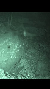 17K views · 217 reactions | 驪 It's flyin' bats! #CaveWeek is here, and researchers are counting bat populations at cave entrances using night vision tech!  Check out this footage from a recent bat survey. How many bats can you count?  | Mammoth Cave National Park | Facebook