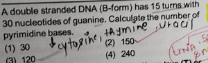 A double stranded DNA (B-form) has 15 turns with 30 nucleotides... | Filo