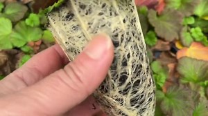 Geum Plant Live, Healthy Avens Flower Starter - Long Lasting Perennial for Cottage Garden - Etsy