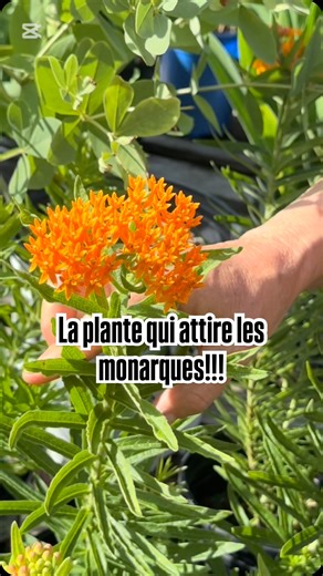 L’Asclepias tuberosa est une plante vivace qui attire les papillons monarques et les autres pollinisateurs! Floraison orange vif de juillet à septembre. 60 cm haut x 60 cm large. Très rustique, zone 3. Résistante à la sécheresse une fois établie. Elle adore le 🌞. Utilisations: plate-bande, massif, jardin de papillons et pollinisateurs, fleurs coupées, jardin au look sauvage, jardin pour sol sec et très ensoleillé. Disponible au Centre Jardin Des Patriotes, 3053 chemin des patriotes, St-Ours, J0