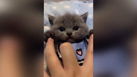 Funny Cat: The Ultimate Collection of Hilarious Feline Moments!