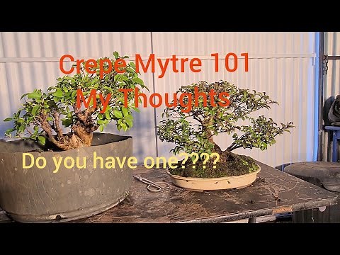 Crepe Myrtle Bonsai 101 How to Vid, Aussie bonsai bloke
