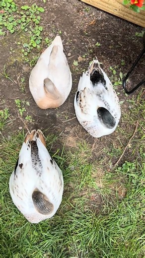 If your planning on clipping wings make sure you do research on if its even necessary for the breed! Most domestic breeds no longer have ability to fly | Cheese and Quackers