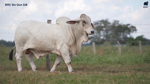 13K views · 608 reactions | See him in action - BRC Six Gun 328 - one of our upcoming "Young Guns" of BRC Ranch for 2025! | BRC Ranch | Facebook