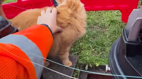 4.4K views · 78 reactions | Engineer Matthew received an unexpected visitor in Lichfield, but it wasn't a cat-astrophe  Just one of the many encounters you receive installing #FullFibre for Openreach  | Openreach | Facebook