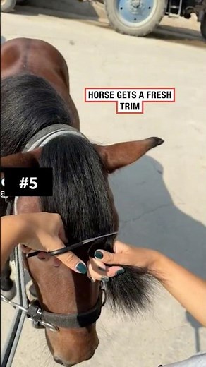 TOP 5 HORSE CORE moments #horse #horses