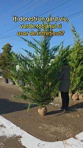 ‼️ CHIPAROS LEYLANDI (GARD VIU) - 2.50-3.00 m (balot) - 150 lei ✅ Este caracterizat printr-o crestere rapidă fiind foarte indicat pentru garduri vii, dar se poate cultiva si solitar și este rezistent la boli și dăunători. ✅Comanda se poate face pe pagina printr-un mesaj sau la numărul de telefon 📲 0743061456 🚛 Se poate asigura transport și plantare în funcție de numărul de plante și distanta. 👩‍🏫Se oferă consultanta privind plantarea si îngrijirea plantelor. #leylandii #leylandi #gardviu #ch