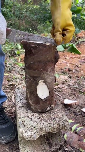 Discover the Wild: A Beginner's Guide to Foraging for Edible Delights