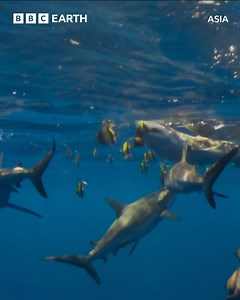 BBC Player on Reels | Facebook