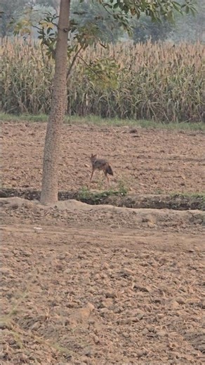 Predator Control to Protect Farm Birds | Jackal Pest Control #coyote