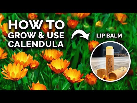 Calendula: The Flower You're Not Growing (But Should Be)
