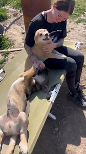 22K views · 347 reactions | Puppies Henry (darker) and his sister...