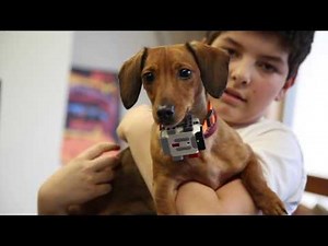 Grade 7 and 8 students create machine to feed pets with LEGO