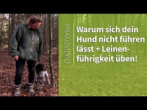 Leinenführigkeit ➡️ Warum sich dein Hund nicht führen lässt ➡️ Leinenführigkeit üben ✔️