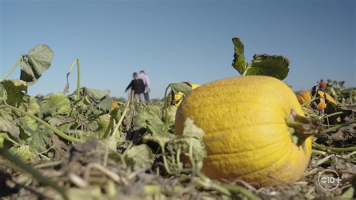Bishop's Pumpkin Farm in Wheatland, Ca. Check out the worlds largest U-Pick pumpkin farm! | John Bartell
