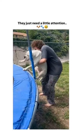 @memes.its.9 on Instagram: "This post by shares a 74-second compilation of dogs in humorous, attention-seeking antics, like humping trampolines and jumping on laps, captioned "They just need a little attention.." to evoke light-hearted empathy for pet owners. The account, focused on uplifting animal videos, posted it on 10 January 2026, achieving rapid virality with 6,279 likes and 156,297 views, underscoring dogs' role in boosting human mood via playfulness. Replies blend adoration and wit, suc