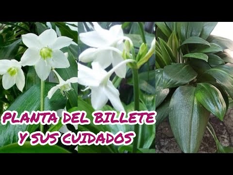 PLANTA DEL BILLETE LO QUE NO SABIAS DE ELLA ¦LIZZ Y SU VIVERO
