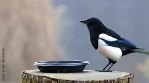 magpie drinks water from a water bowl