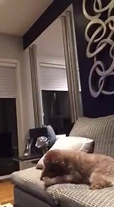 In case you are burned out on mass shootings like I am - watch my fast paced dog chewing her bone without a care in the world. Wishing for olden days on no worries. | Gretchen Carlson