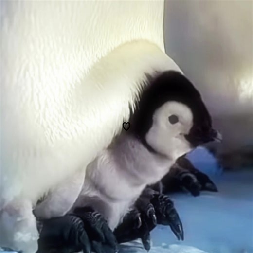 Adorable Baby Penguins: Fluffy and Cute Animal Fun