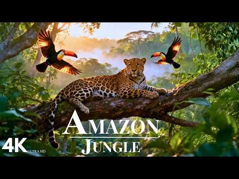 Amazon’s Untamed Beauty 4K: Untouched Wilderness & Incredible Wildlife