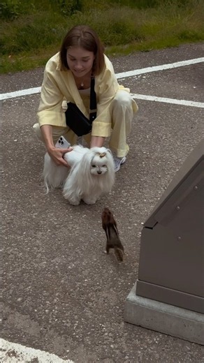 Maltese dog meets a curious chipmunk | Cute animal encounter😄
