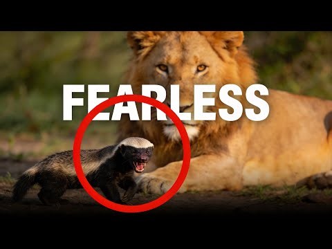 The Animal Even Lions Fear!