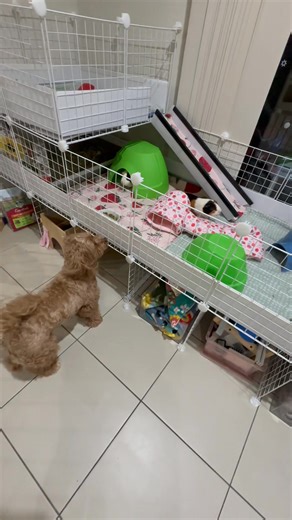 New pig house or should I say piggy mansion for the kids | MCookie Cartel