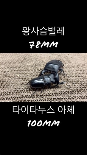 왕사슴벌레 78mm 도전기
