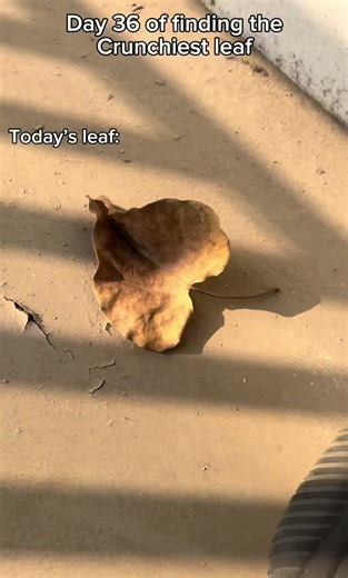 Enjoy the Satisfying Sound of Leaf Crunching