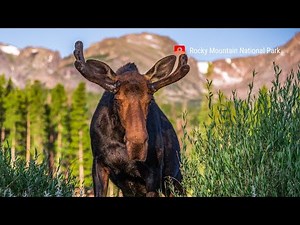 Wildlife in Rocky Mountain National Park-