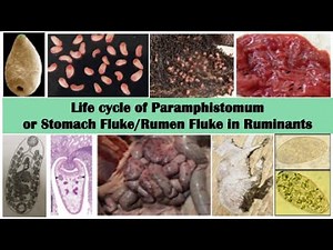 Life cycle of Paramphistomum cervi or stomach fluke or Rumen Fluke