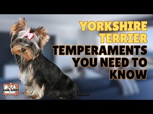 Why Yorkies Think They’re the Boss of You