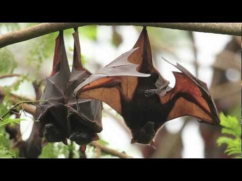 BAT | ASL - American Sign Language