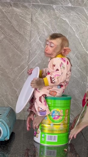 Adorable Baby Monkey Compilation
