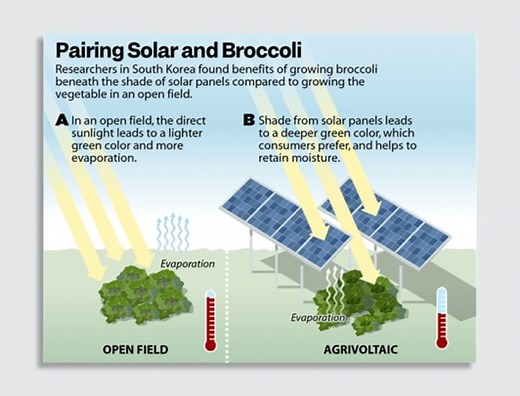 Can crops grow better under solar panels? Here’s all you need to know about ‘agrivoltaic farming’