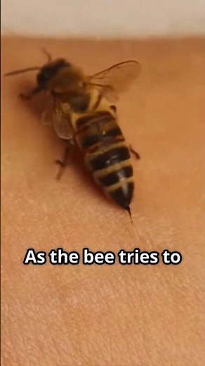 Why Bees Sacrifice Themselves When They Sting 🐝