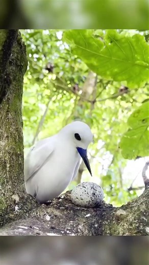 Most Dangerous Mother Bird 😮 By Wild Adventures