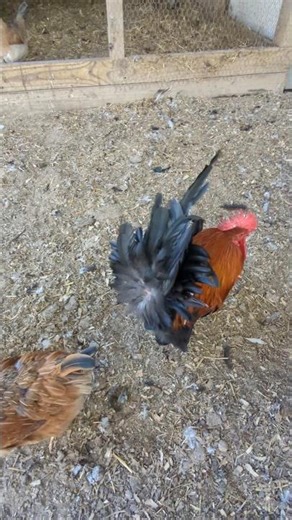 Why Was It So Windy At The Chicken Coop?