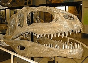 How Dinosaur Fossils Were Formed