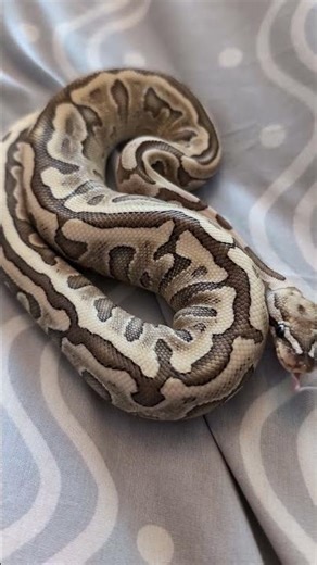 Ball Python's With Amazing Patterns! #morphagene #ballpythonsnake #reptiles #pets