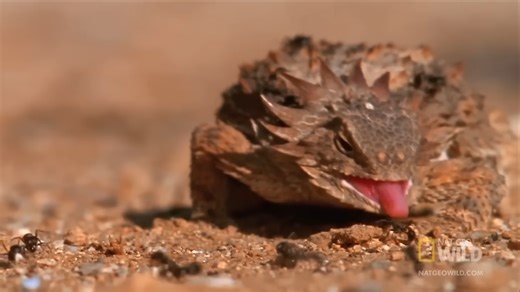 “Its Blood Is Toxic” – The Lizard That Turns Venom Into a Weapon